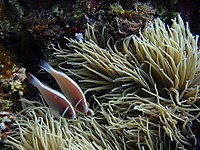 Pink anemonefish with its sea anemone host