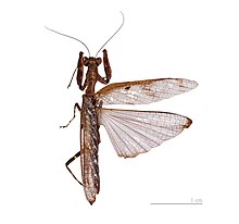 Mantis wings, the forewing leathery, the hind wing triangular