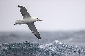 Albatrosses range over huge areas of ocean and some even circle the globe.