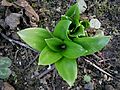 Scilla lilio-hyacinthus young leaves