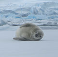 Seal on an ice floe near the Fish Islands