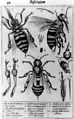 已知最古老的公开显微照片:蜜蜂，由Francesco Stelluti于1630年发表[3]