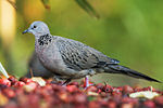 Spotted dove