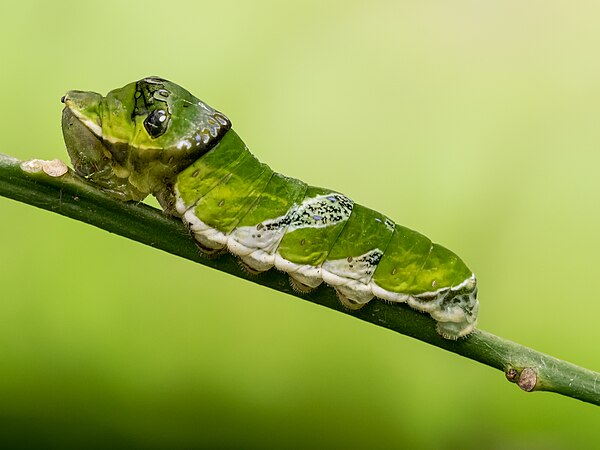 圖為非洲達摩鳳蝶（學名：Papilio demodocus）的毛蟲，攝於英格蘭斯特拉特福蝴蝶農莊。