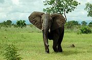 A bull bush elephant