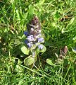 Ajuga reptans