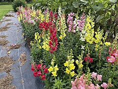 Snapdragon - Antirrhinum majus 'Rocket'