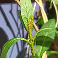 Colony on Asclepias curassavica