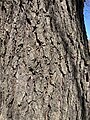 Close-up of mature river birch bark.