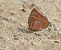 At Jayanti in Buxa Tiger Reserve in Jalpaiguri district of West Bengal, India