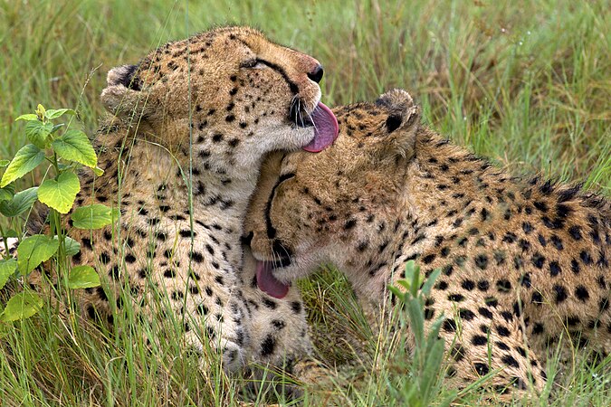 图为一对年青的猎豹（学名：Acinonyx jubatus）兄弟在进食后互相清洁。摄于博茨瓦纳的奥卡万戈三角洲。