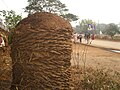 A mound of cow dung in Chhattisgarh, India