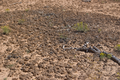 Cryptobiotic soil crust within the park