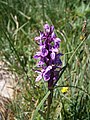 Dactylorhiza traunsteineri