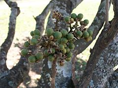 Fruit and branches