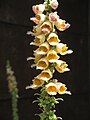 Digitalis ferruginea close-up