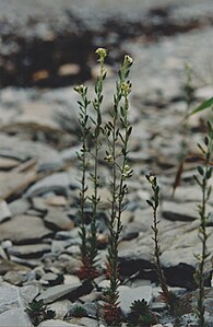 Draba incana L. — Drave blanchâtre. — (Twisted whitlow grass), pebbles and limestone rocks, shore at Baie-Sainte-Claire[32]