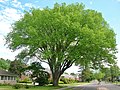 West Hartford Elm - Large American elm in West Hartford, Connecticut (May 2017). Girth 16 ft, 3 inches at 4.5 ft above ground; height 74 ft; spread 97 ft.