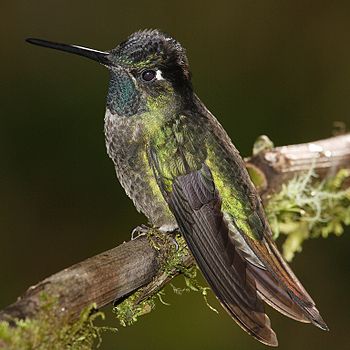 Magnificent Hummingbird