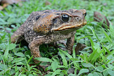 Cane toad (Rhinella marina)