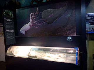 #383 (16/11/1997) An overview of the entire giant squid exhibit at Museo Alborania, as it appeared in 2016 (see also closeups of head and arms)