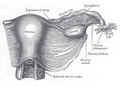 Uterus and right broad ligament, seen from behind.