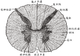 脊髓断面