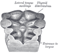 Floor of pharynx of human embryo about twenty-six days old.