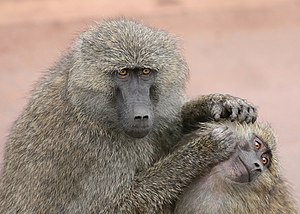An adult monkey, the Olive Baboon, grooms a kid