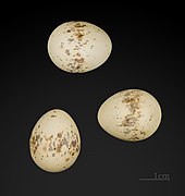 图卢兹博物馆的鸟蛋