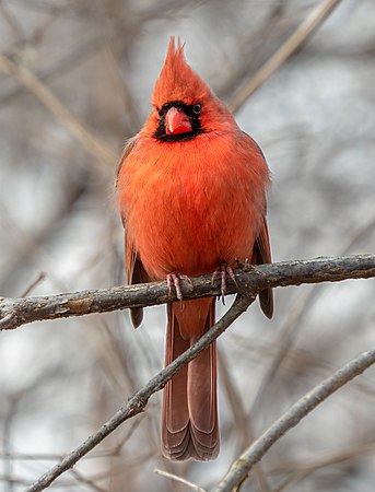 一只雄性北美红雀（Cardinalis cardinalis）。摄于美国纽约市中央公园。在美国它是七个州的州鸟。