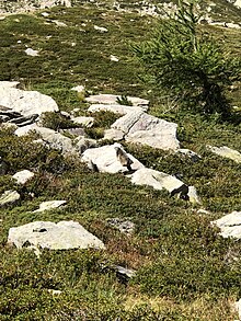 Parc Mercantour fauna example