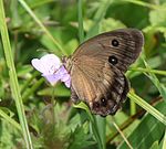 ♀ Mount Ibuki, Maibara, Shiga prefecture, Japan.