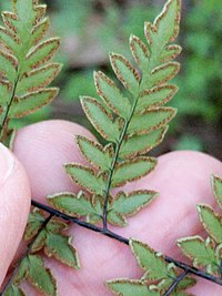 Underside of a fern pinna divided into long pointed segments, with a dark shiny stalk, hairless leaf tissue, and brown spore clusters at the segment edges