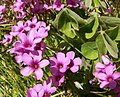 Oxalis adenophylla