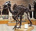 Oxford Edmontosaurus.jpg