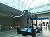 国立自然科学博物馆展出的淮河古菱齿象