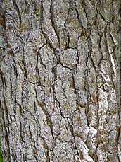 bark