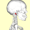 Lateral view. Still image.