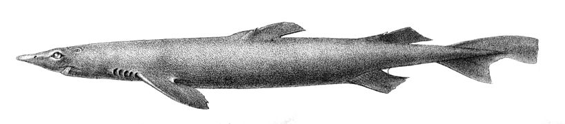 Scymnodon obscurus