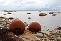 Sea mine shells