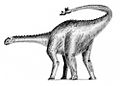 Shunosaurus