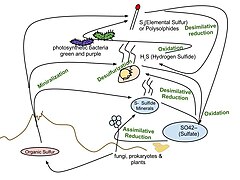 Sulfur cycle