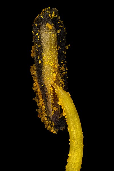 图为显微镜下北黄花菜（Hemerocallis lilioasphodelus）的雄蕊，放大率为9倍。