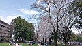 都立城北中央公园樱花季一景(公元2019年3月31日摄)