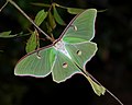 Actias luna（英语：Actias luna）（天蚕蛾科）