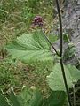 Adenostyles alliariae leaf