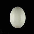 Amazona albifrons egg - MHNT