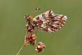 Balkan fritillary, underside of wings