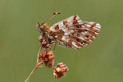 Balkan fritillary Boloria graeca balcanica Bulgaria